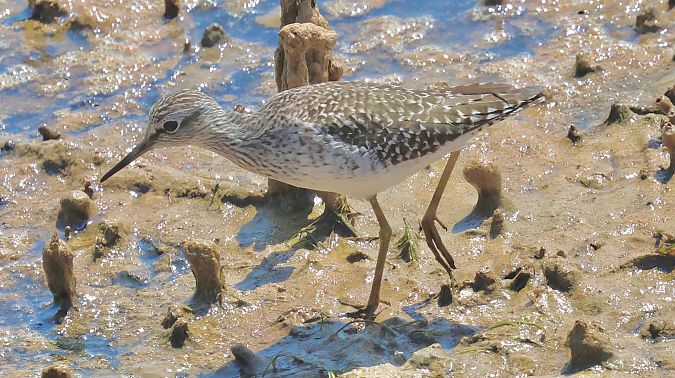 Gamba groga petita  - Paco Torres
