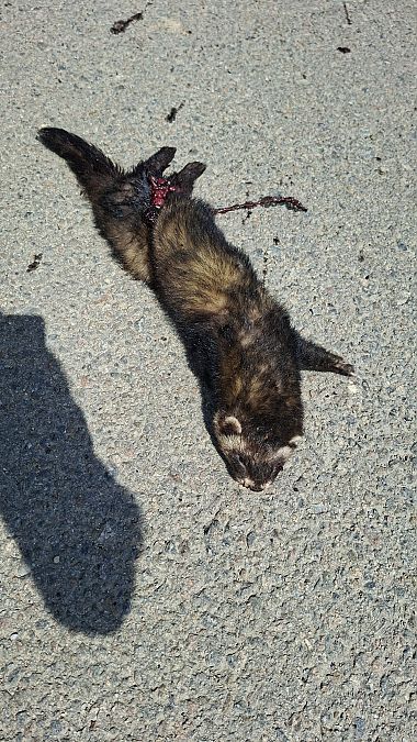 Turó europeu  - Rosa Matesanz