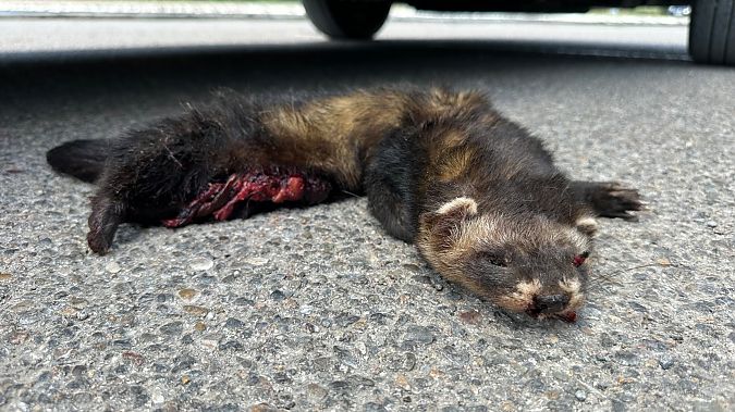 Turó europeu  - Rosa Matesanz