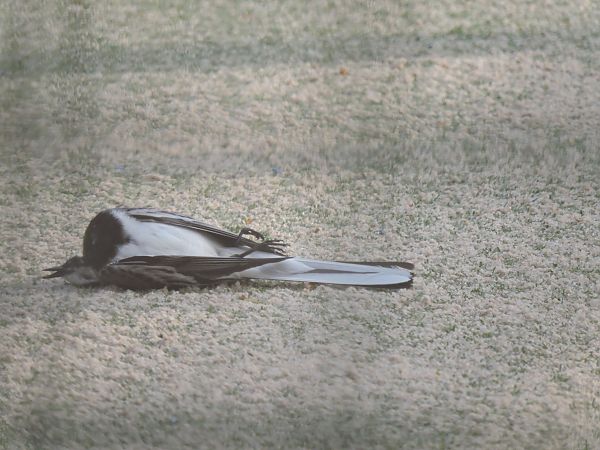 Lavandera Blanca  - Vives Vidal Eli