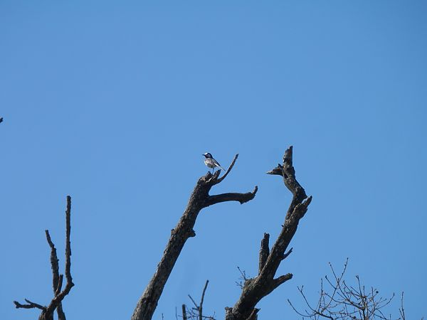 Cuereta blanca vulgar  - Albert Santamaria Peña
