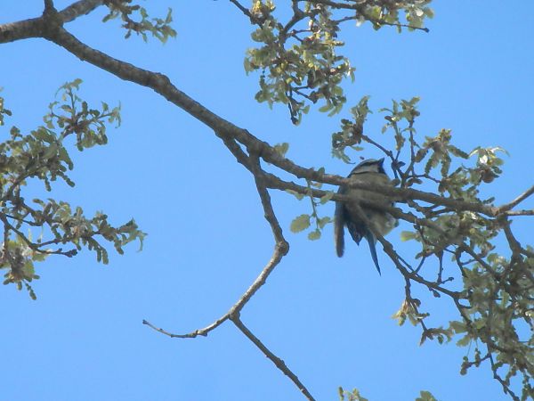 Mallerenga blava  - Albert Santamaria Peña