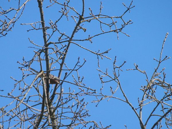 Tallarol de garriga  - Albert Santamaria Peña