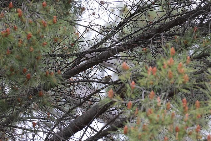 Mosquiter reietó  - Roser Garcia Peñalvert