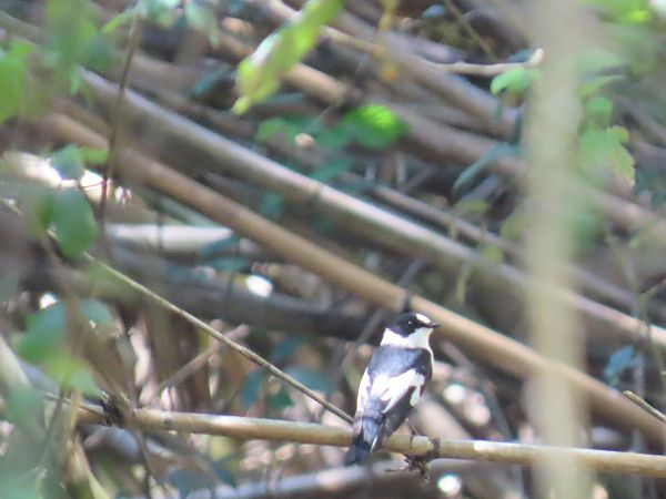 Papamosques de collar  - Roser Garcia Peñalvert