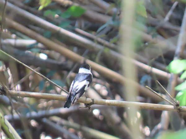 Papamosques de collar  - Roser Garcia Peñalvert