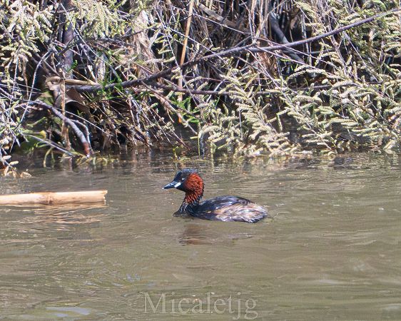 Cabusset  - Miguel Jodas Gomis