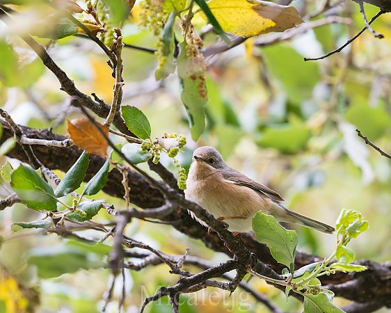 Tallarol de garriga  - Miguel Jodas Gomis