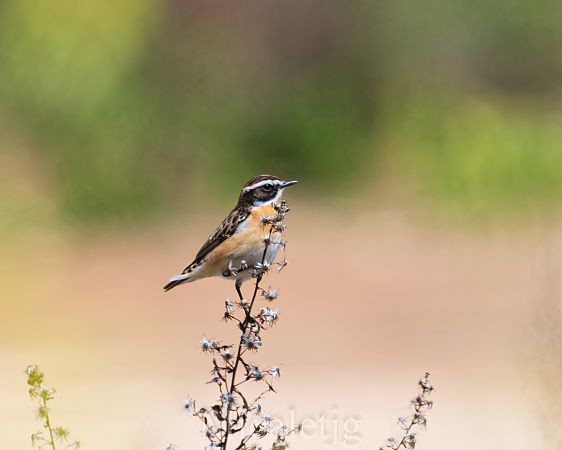 Bitxac rogenc  - Miguel Jodas Gomis
