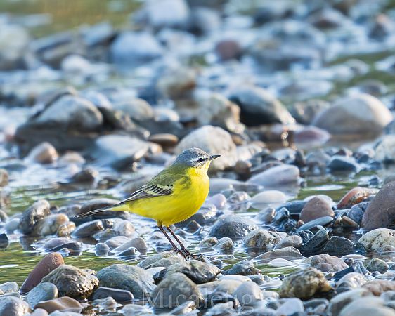 Cuereta groga  - Miguel Jodas Gomis