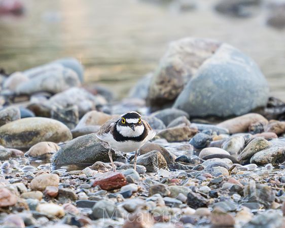 Corriol petit  - Miguel Jodas Gomis