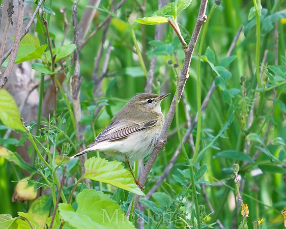 Mosquiter de passa  - Miguel Jodas Gomis