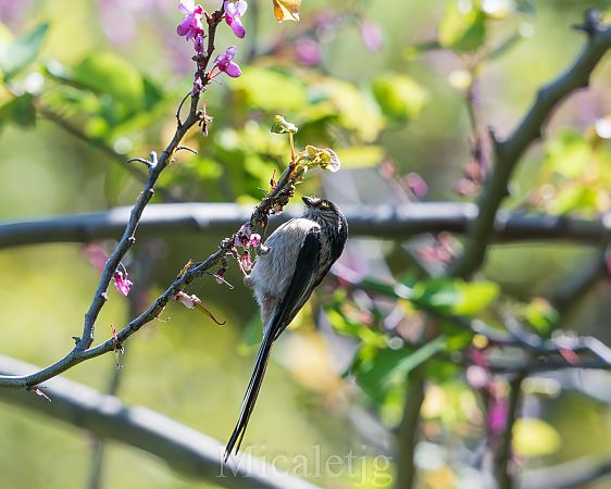 Mallerenga cuallarga  - Miguel Jodas Gomis