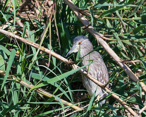 Martinet de nit  - Miguel Jodas Gomis