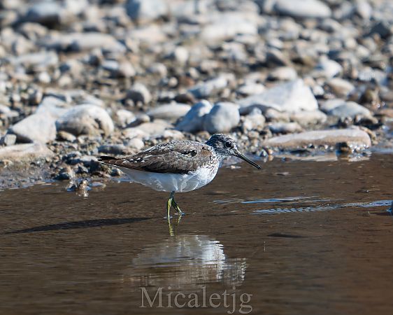 Xivita  - Miguel Jodas Gomis