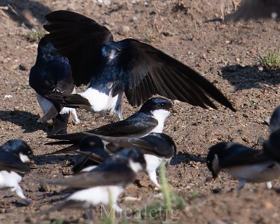 Oreneta cuablanca  - Miguel Jodas Gomis
