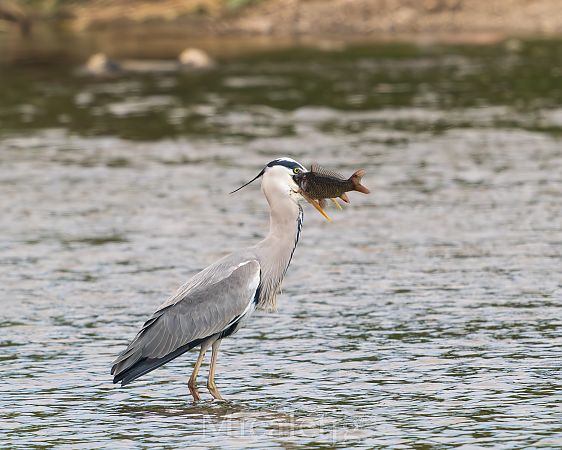 Bernat pescaire  - Miguel Jodas Gomis