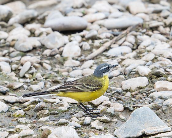 Cuereta groga  - Miguel Jodas Gomis