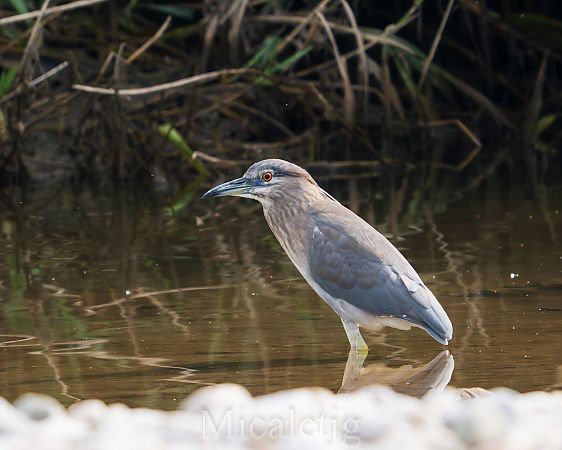 Martinet de nit  - Miguel Jodas Gomis