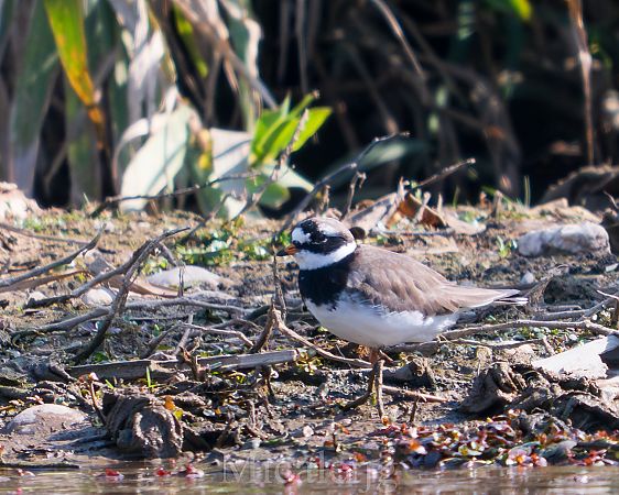 Corriol gros  - Miguel Jodas Gomis