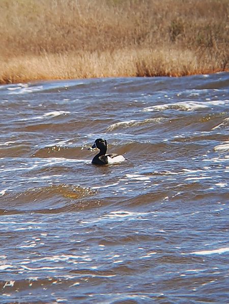Morell de collar  - Adrià Navarro
