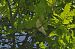 Wood Warbler (Phylloscopus sibilatrix) © Eduardo Ramirez Bercero