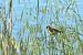European Goldfinch (Carduelis carduelis) © Eduardo Ramirez Bercero