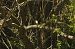 European Pied Flycatcher (Ficedula hypoleuca) © Eduardo Ramirez Bercero
