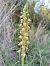 Orchis homme pendu (Orchis anthropophora) © Marc Fusellas