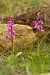 Orchis tenera  - Abel Comas