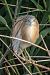 Squacco Heron - Màrius Domingo