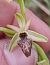 Ophrys indet. group. scolopax  - Daniel González