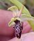 Ophrys indet. group. scolopax  - Daniel González