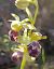 Ophrys dyris  - Daniel González