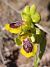 Ophrys lutea © Daniel González