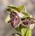 Ophrys passionis © Daniel González