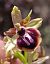 Ophrys passionis © Daniel González