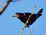 Graula (Corvus frugilegus) © Lluis Mir Pla