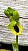 Ophrys lutea © Josep Escolà