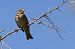 Cruixidell (Emberiza calandra) © Lluís Vilamajó