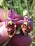 Ophrys picta © Enric Bringués
