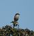 Iberian Grey Shrike (Lanius meridionalis) © Eulàlia Maspons