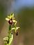 Ophrys arachnitiformis  - Ramon Calvet i Falgueras
