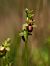 Ophrys arachnitiformis  - Ramon Calvet i Falgueras