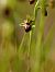 Ophrys arachnitiformis  - Ramon Calvet i Falgueras