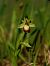 Ophrys sp.  - Ramon Calvet i Falgueras