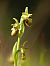 Ophrys sp.  - Ramon Calvet i Falgueras