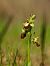 Ophrys sp. © Ramon Calvet i Falgueras