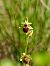 Ophrys arachnitiformis © Ramon Calvet i Falgueras