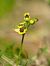 Ophrys lutea  - Ramon Calvet i Falgueras